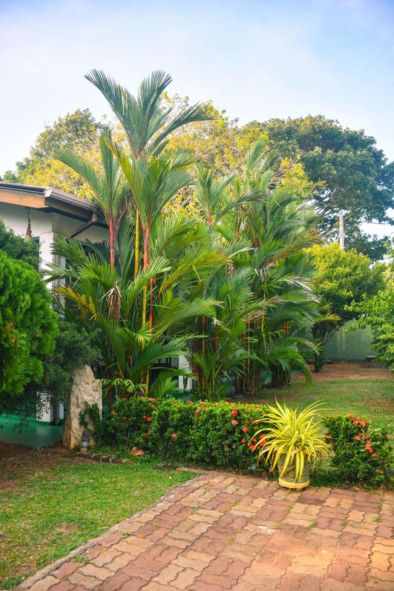 White Eagle Hotel Sigiriya Exterior foto